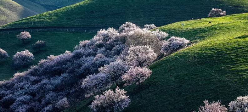 云屿山居民宿(那拉提草原店)图片
