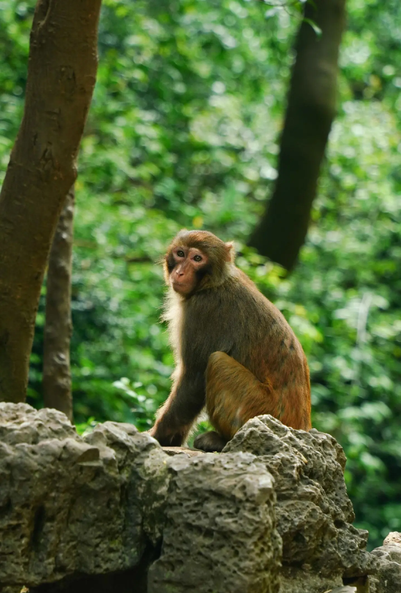 晓山青·围炉煮茶·山野观星·轻奢度假野墅(皖南川藏线板桥店)图片