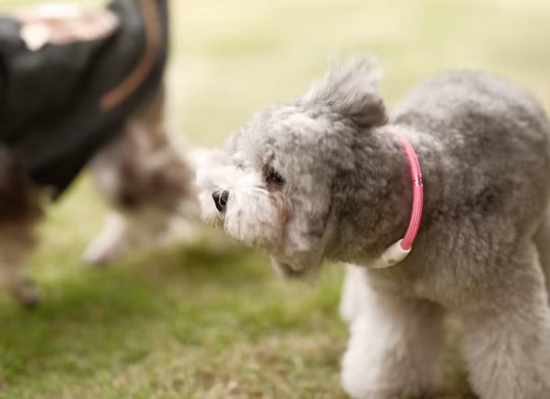 花筑奢·塔拉House(宁波溪口景区店)图片