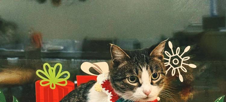 深山见•山野如许•自然美学花园庭院民宿(白哈巴老村店)图片