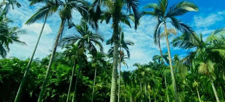 西双版纳景洪金大象商务酒店(告庄西双景店)图片