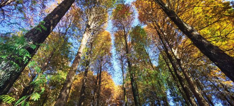 湖畔酒店(梅州客天下泮坑景区店)图片