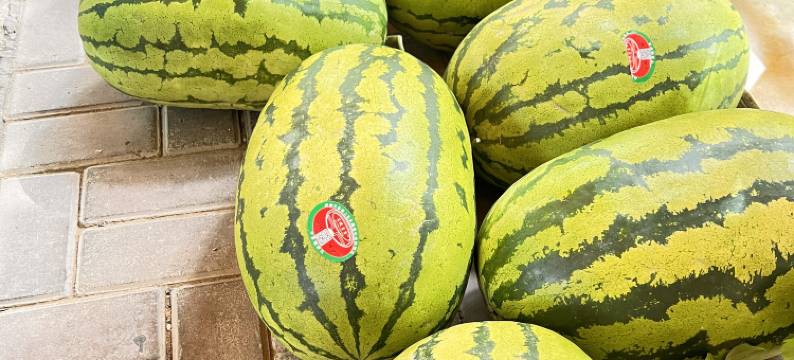 中卫金色田园农家图片