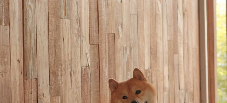 霞浦草木人茶宿图片