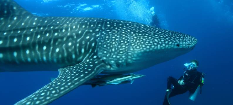 马尔代夫美憬阁米里希V别墅(V Villas Maldives at Mirihi - MGallery Collection)图片