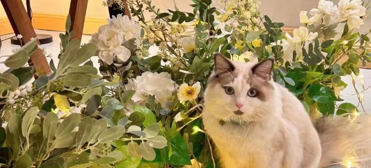 威海猫咪森林·湫水民宿(国际海水浴场山东大学店)图片