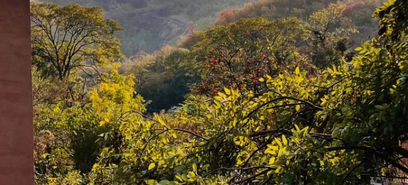 焦作猫岔·山的礼物民宿村图片