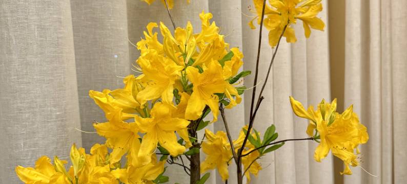 蘭心·扎瓦拉民宿图片