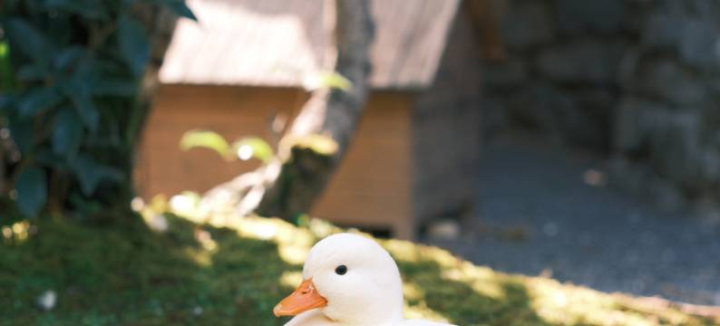 景德镇行山樨园民宿图片