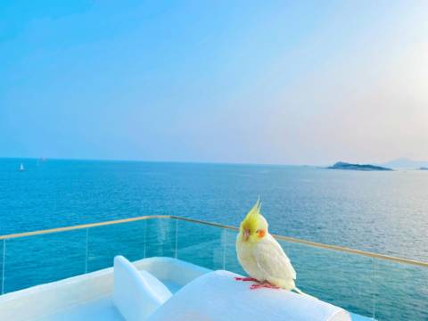 东山汐颜海景民宿图片