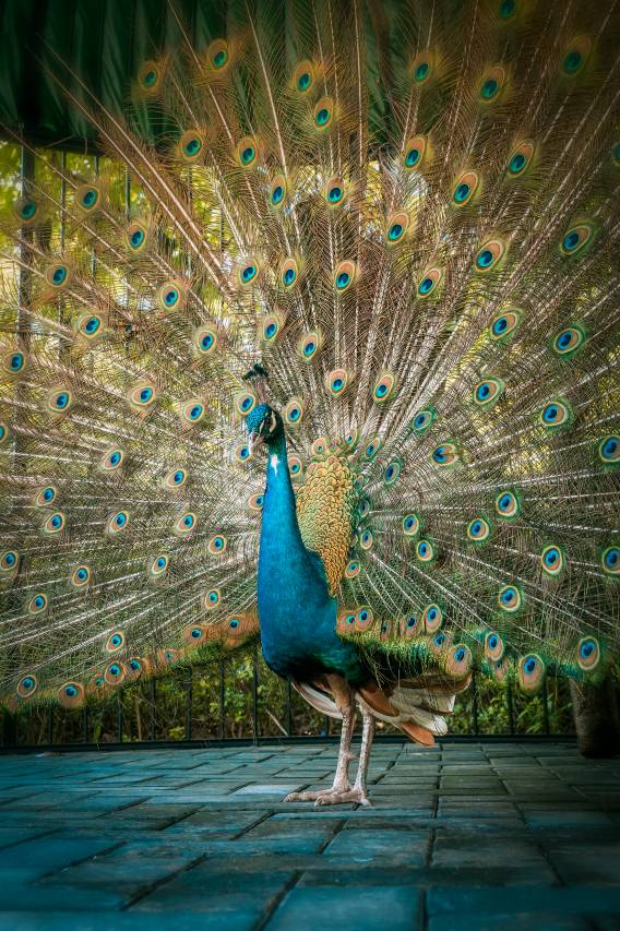 清远狮子湖喜来登度假酒店图片