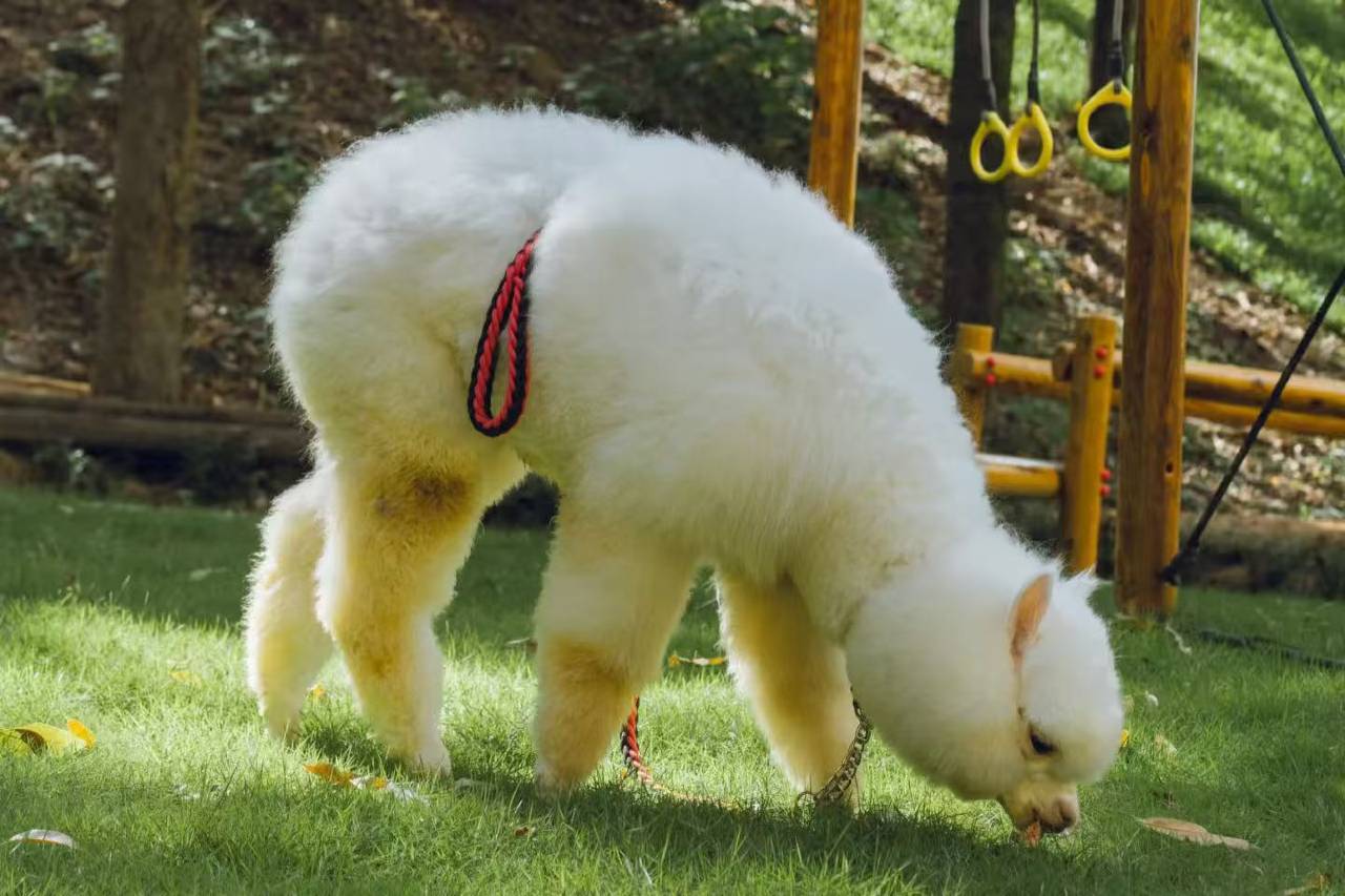 携程度假农庄(广州意境庄园联营店)图片