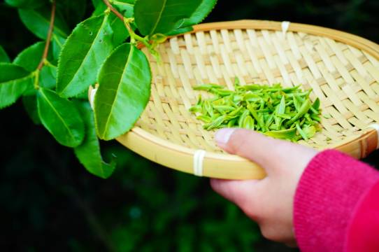 携程度假农庄(安吉君德毓秀联营店)图片