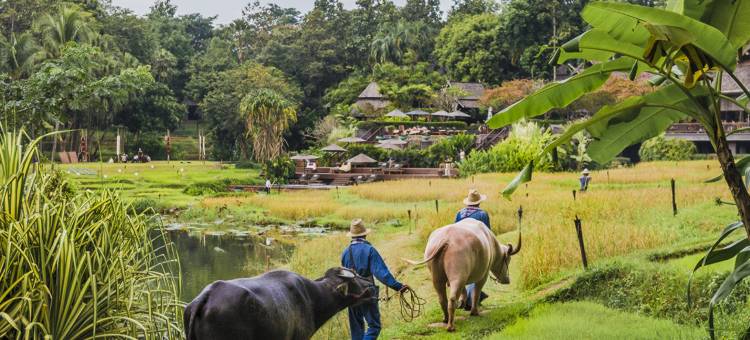 清迈四季度假酒店(Four Seasons Resort Chiang Mai)图片
