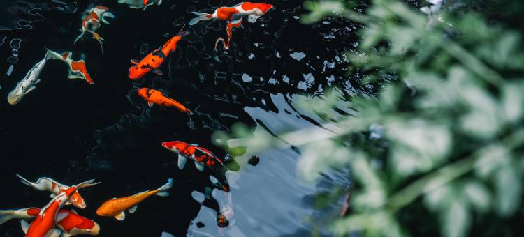 建水雲庭院图片