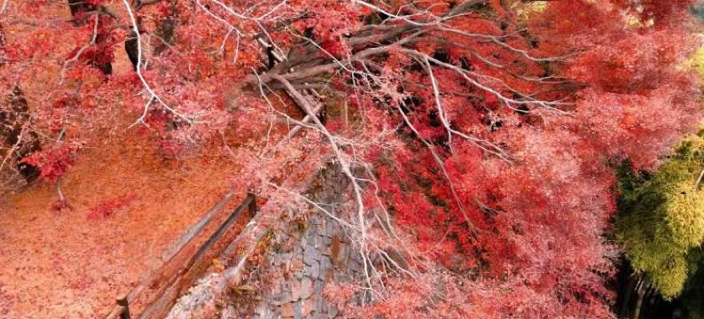 莫干山隐花坞·温泉度假民宿图片