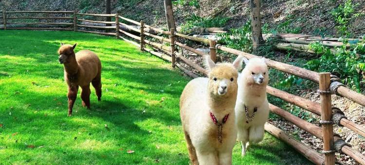 携程度假农庄(广州意境庄园联营店)图片