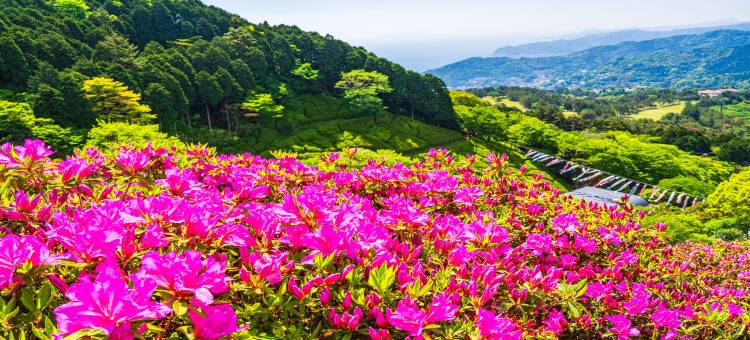 热海龟之井酒店别馆(Kamenoi Hotel Atami Annex)图片