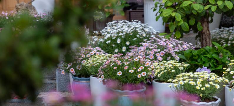 山茶半岛美宿(丽江束河古镇店)图片
