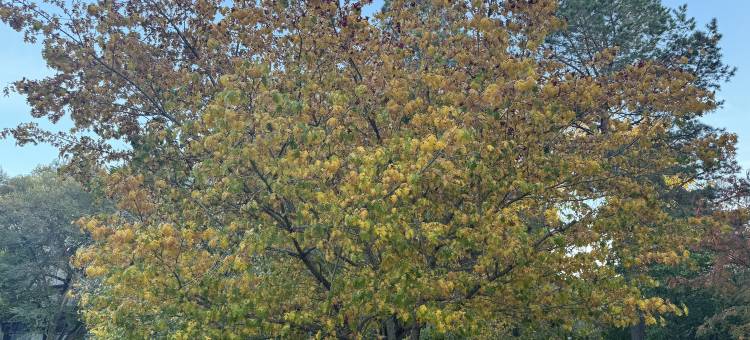 如家酒店(齐齐哈尔凤凰城店)图片