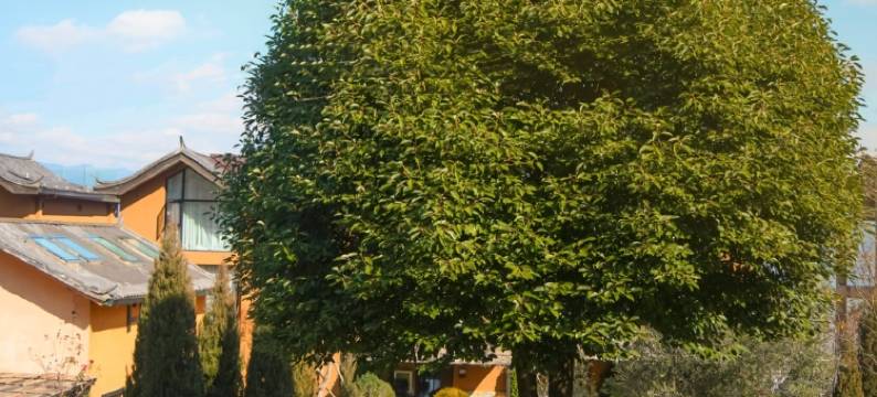 泸沽湖玉鹿庭湖景度假庄园图片