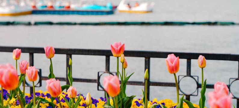 南京玄武湖Ascott雅诗阁公寓酒店图片