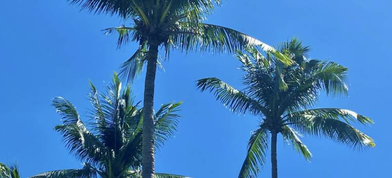 普拉拉-卡莱塔酒店(Playa la Caleta)图片