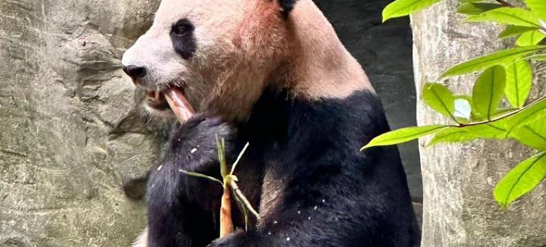 都江堰良栖马小院民宿图片