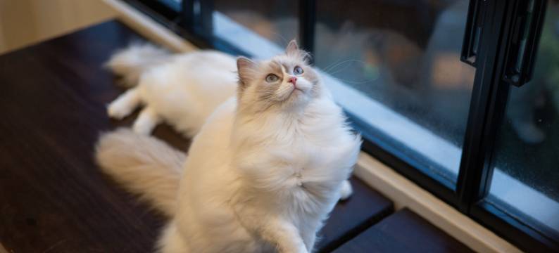 山里有喵观景民宿(西江千户苗寨店)图片