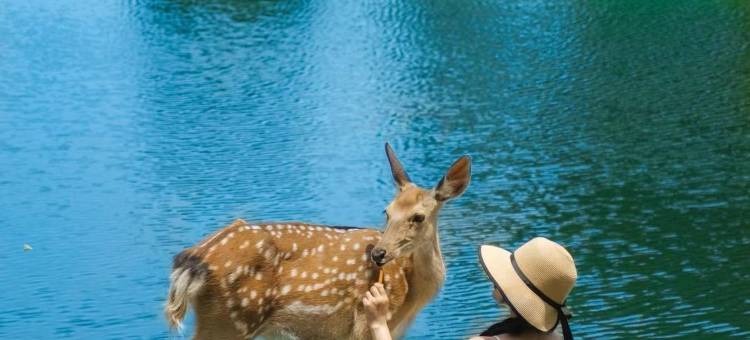 树下小白屋·小羊肖恩主题民宿(安吉白茶观景平台店)图片