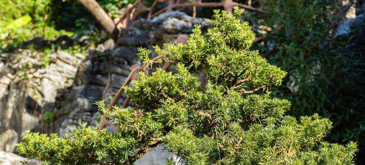 河池见山庭院民宿(职业教育中心学校店)图片