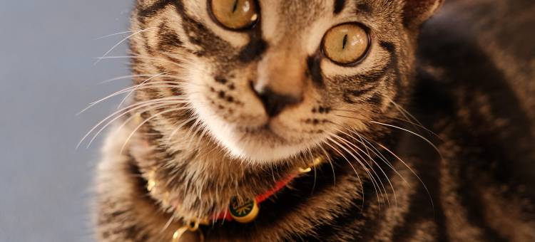 鹿林海宿(大连星海广场店)图片