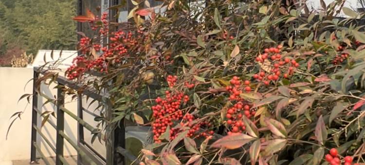 莫干山泽暮而栖·竹林溯溪Villa泳池美墅图片
