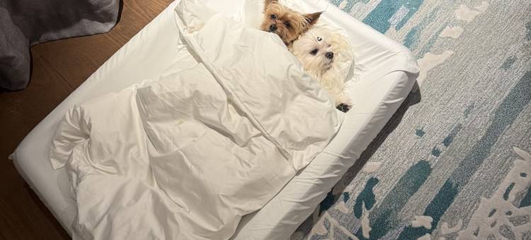 上海临港凯悦酒店图片