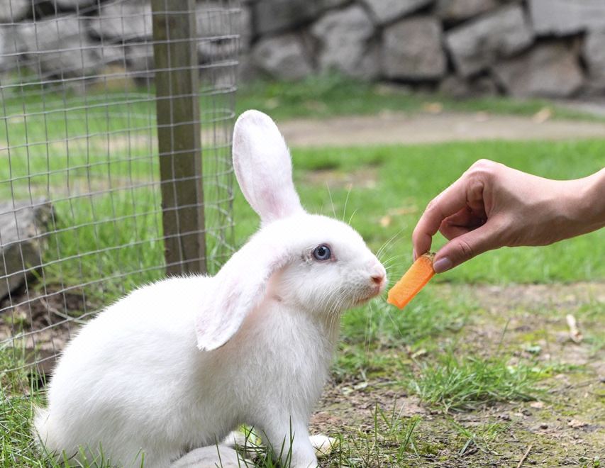 XD Happy FarmHotel Overview