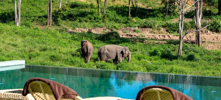 野生小屋大象保护区度假村(Wild Cottages Elephant Sanctuary Resort)图片