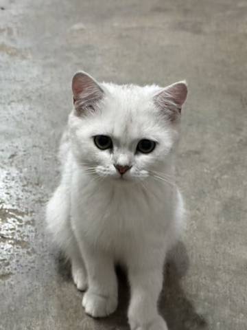 枕溪 SnowPeak・望雪闲庭美宿图片