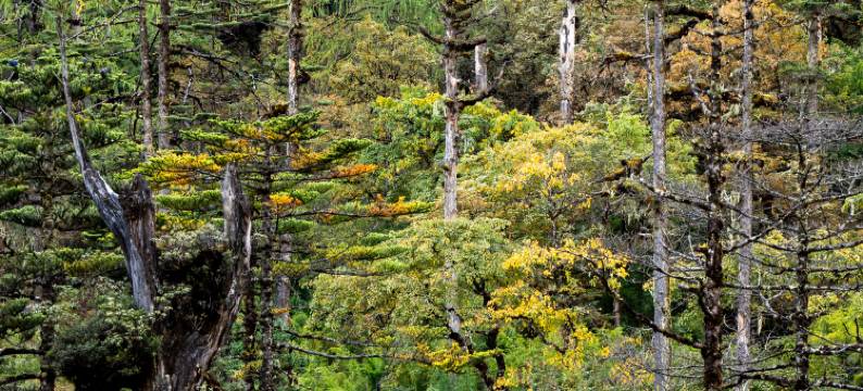 爱上怒江·布拉底|庄园酒店(怒江福贡店)图片