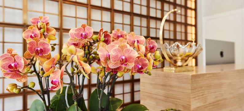 菲丽亚酒店(南京浦云路青奥体育公园体育馆店)图片