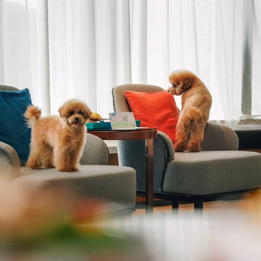 西安浐灞艾美酒店图片