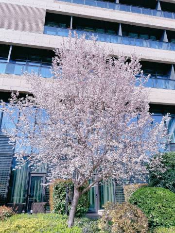 西安盛美利亚酒店(大雁塔大唐不夜城店)图片