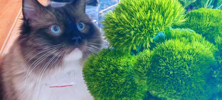 大理核朴轻宿(大理古城店)图片