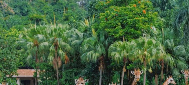 凯莱城堡酒店(广州长隆野生动物园店)图片