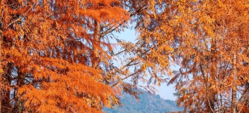 宁国·几里森林·影音MountainandCoffee 美宿(皖南川藏线板桥店)图片