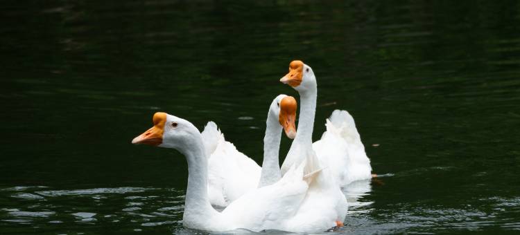 盐官潮乐之城水市酒店图片