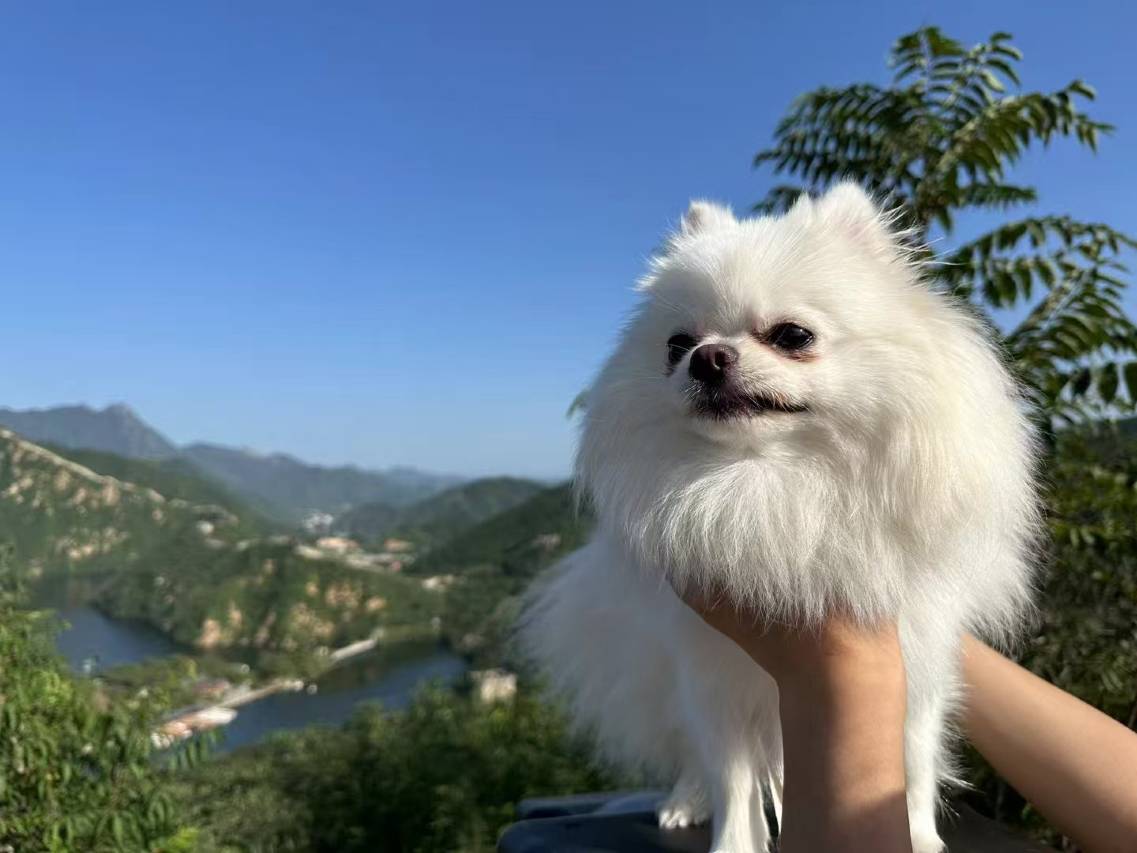 花筑·乌托邦·露天泳池度假院落集群居(北京八达岭店)图片