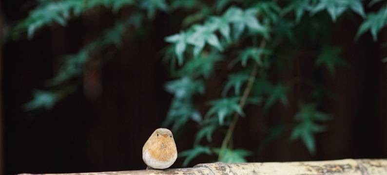 武夷山醉武夷观景客栈图片