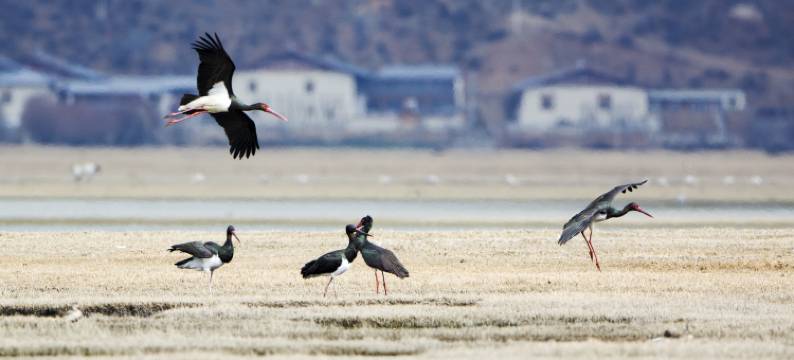 香格里拉东篱下丨纳帕海·雪山观景丨野奢白宫图片