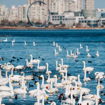 威海荣成玥儿湾度假酒店(樱花湖店)图片
