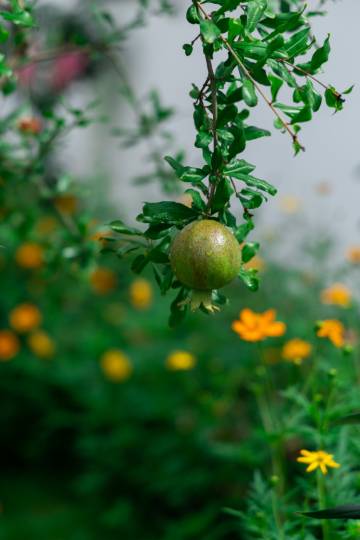 未圆小居·亲子度假溯溪花园美墅(灵峰山景区店)图片